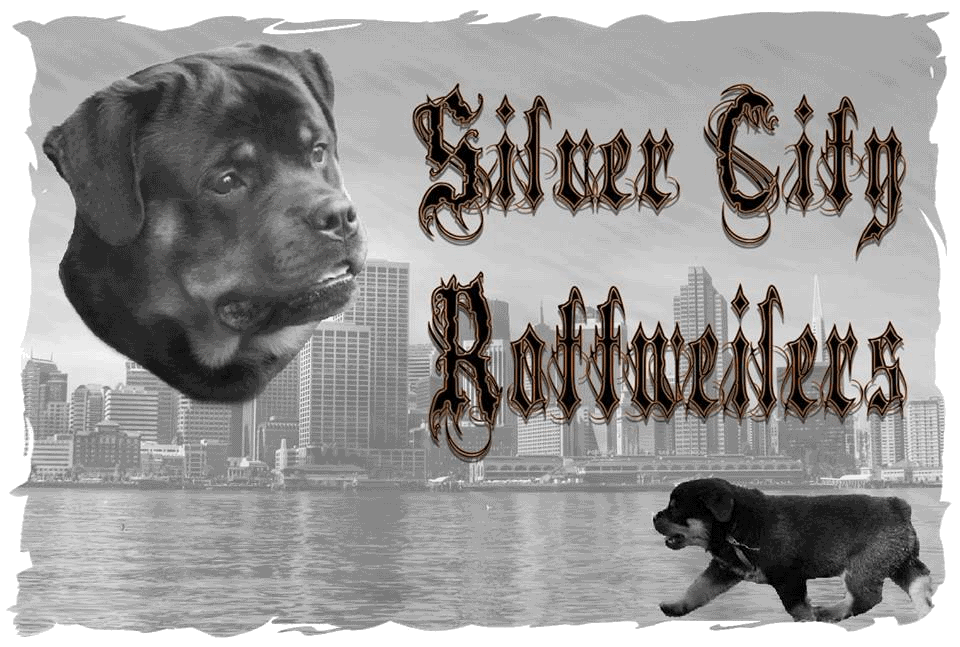 Silver City Rottweilers